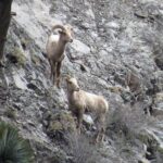 Bighorn Sheep Survey: Be a Conservation Volunteer!