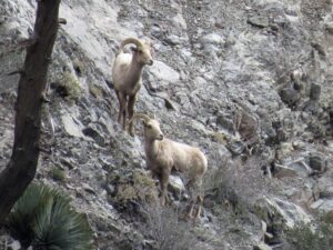 Bighorn Sheep Survey: Two Bighorn Sheep perched on a slanted grey mountain.